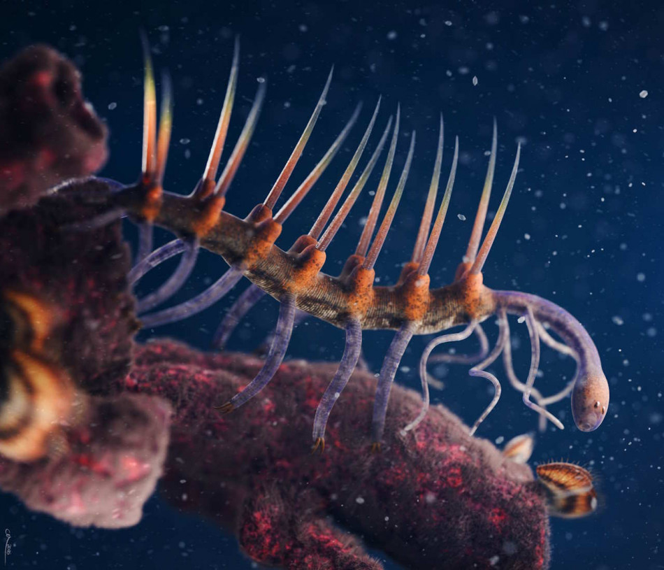 Вимерла тварина галюцигенія з’їла реброплава 500 мільйонів років тому