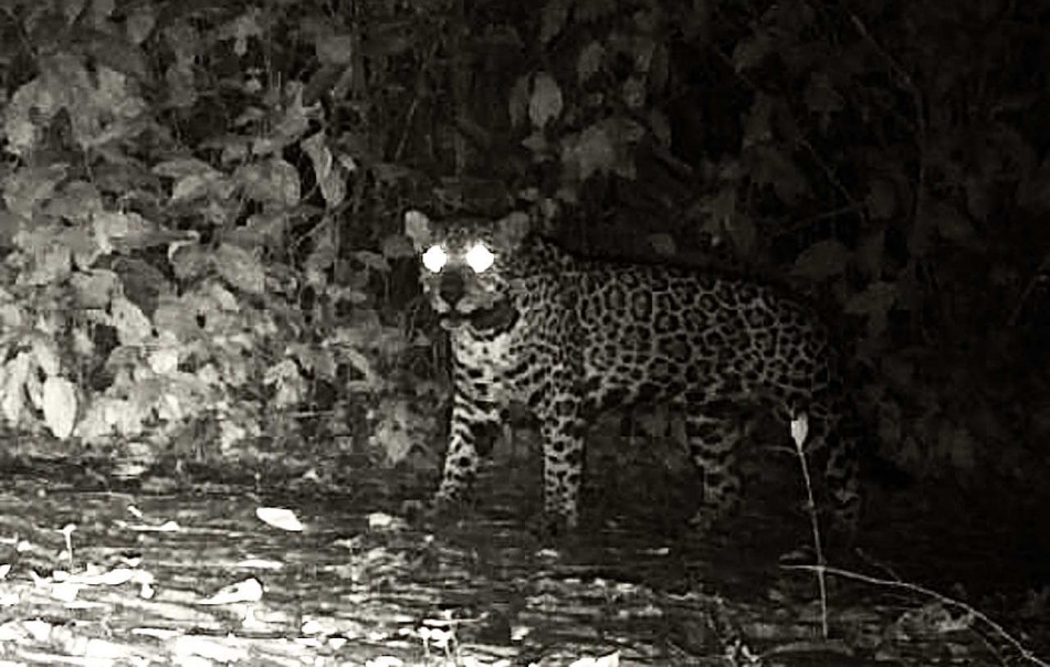 Ягуарів уперше зафільмували за нявчанням по-котячому. Так мама покликала дитинча