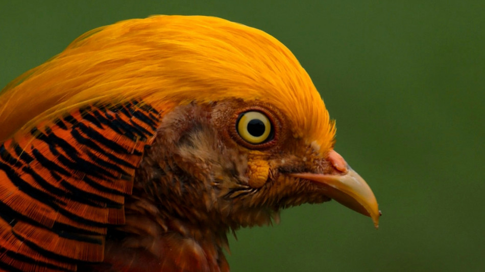 Сітківка птахів виявилася здатною жити без кисню. Це підказало, як захистити мозок від інсульту