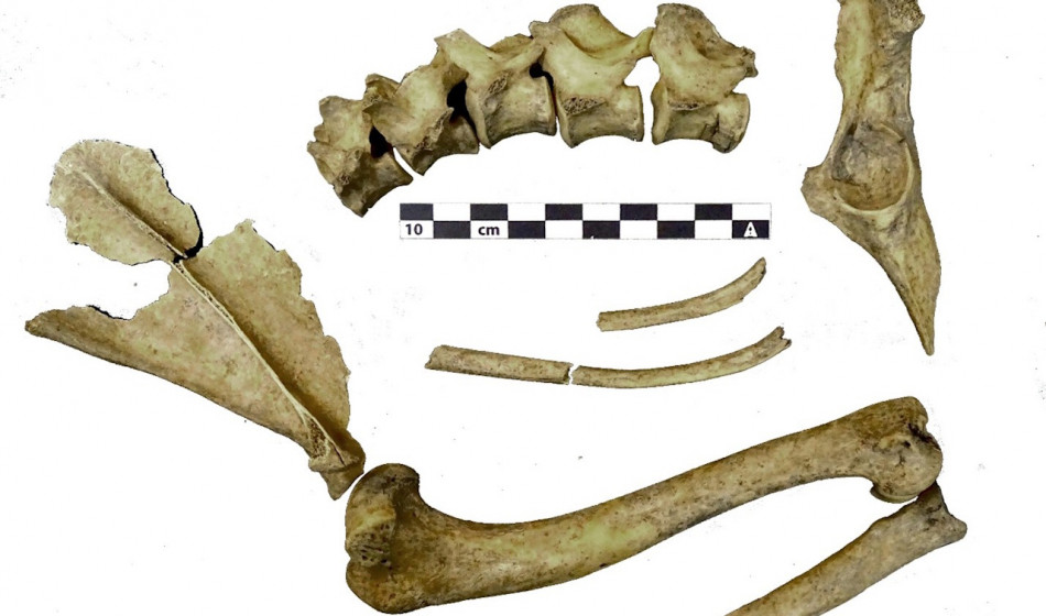 Мешканці Болгарії залізної доби з’їли собак на бенкетах, а не через нестачу іншого м’яса