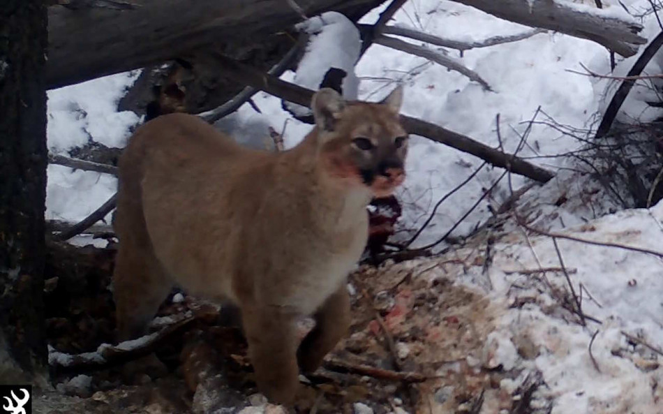 Єллоустоунські пуми перейшли на дрібнішу здобич через крадіжку їхньої їжі вовками