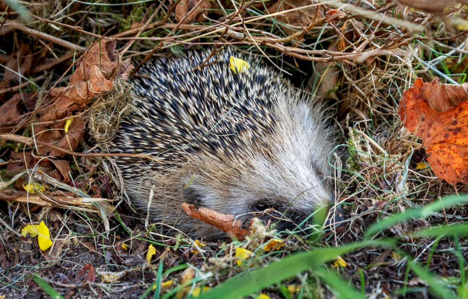 Європейські їжаки зробили гнізда для зимівлі з людського сміття