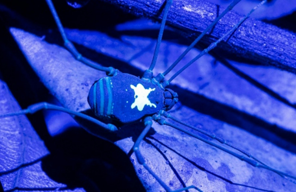 Перуанських косариків запідозрили у спілкуванні за допомогою узорів, що світяться під ультрафіолетом