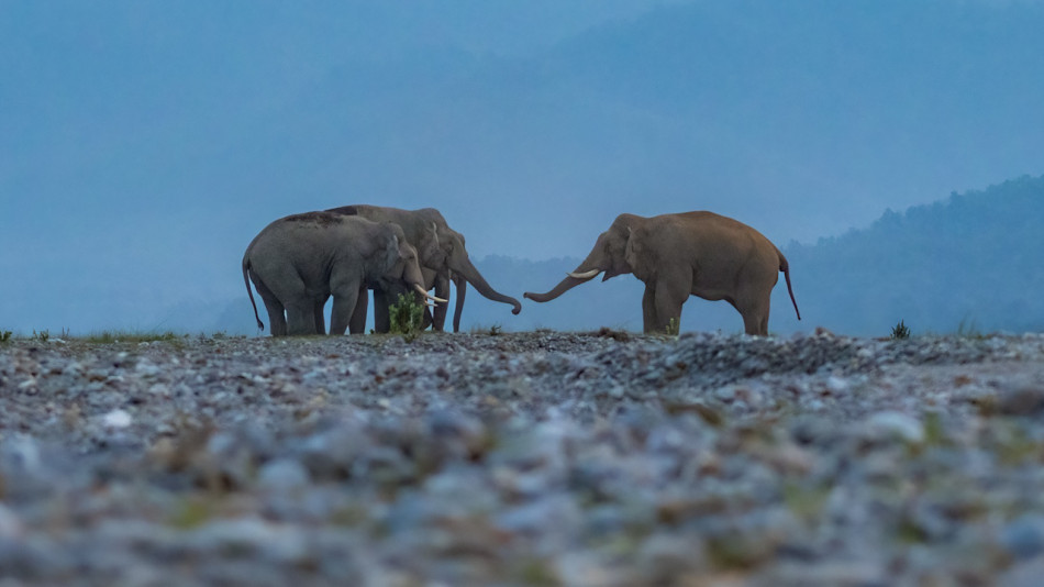 Контрацепція слонів у Таїланді запобіжить нападам тварин на людей і навпаки