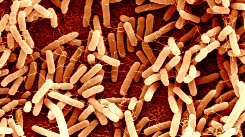 Пересадка калу зробила імунотерапію трьох видів раку безпечнішою та ефективнішою