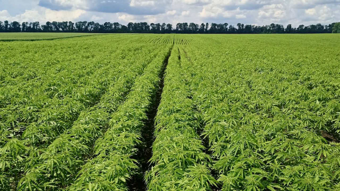 Порох, бетон і гроші з повітря. Як промислові коноплі можуть замінити соняшник і очистити землі від війни