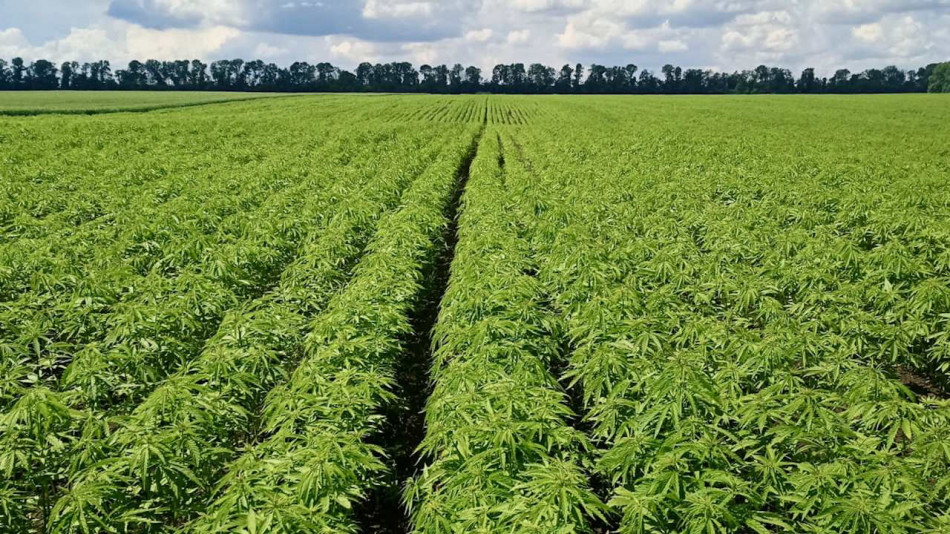 Порох, бетон і гроші з повітря. Як промислові коноплі можуть замінити соняшник і очистити землі від війни