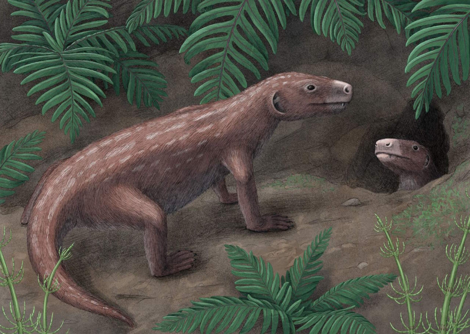 Барабанна перетинка виникла в родичів ссавців на 50 мільйонів років раніше за попередні оцінки