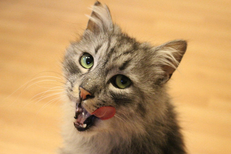 Шерсть котів за складом виявилася подібною на волосся веганів попри те, що тварини їдять м'ясо