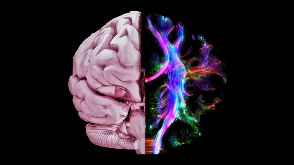 Естроген у мозку посилив запам’ятовування травматичних подій мишами. Це може пояснити вразливість жінок до ПТСР