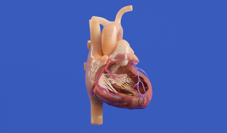 Механічний клапан у серці вперше замінили через судину в нозі