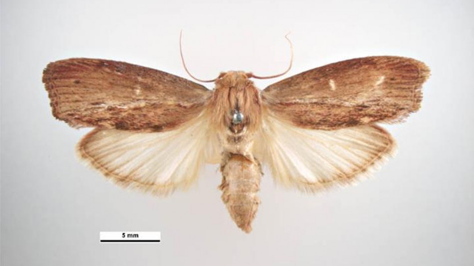 Генетично модифіковані молі замінять мишей у вивченні стійких до антибіотиків бактерій