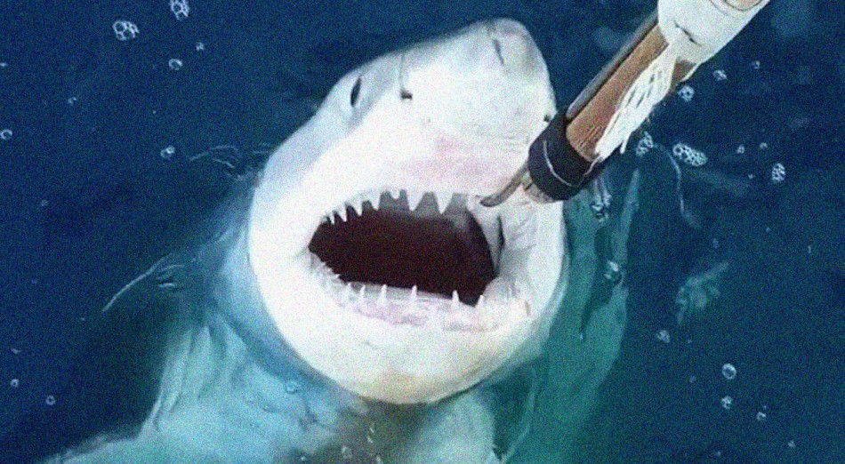 Біля Іспанії побачили молоду білу акулу. Їх там знайти не очікували