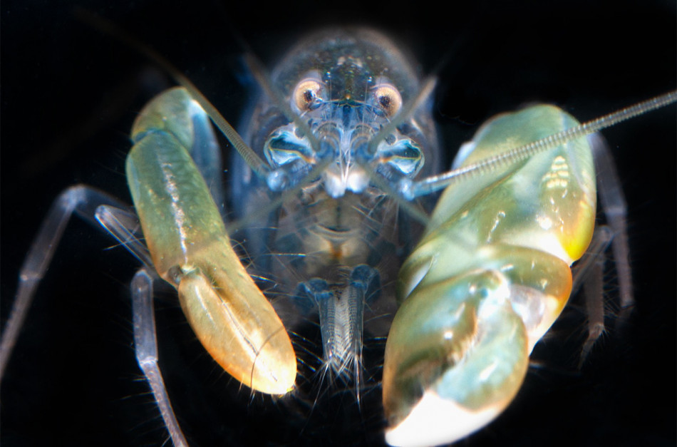 Шолом раків-лускунчиків захистив їх від ударних хвиль удвічі краще за екзоскелет попри удвічі меншу міцність