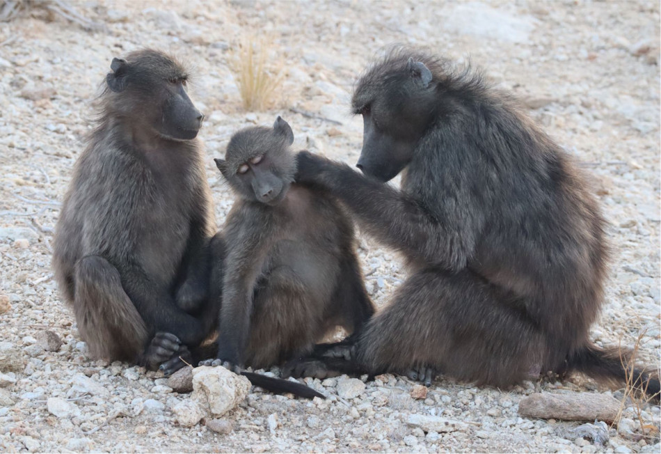 Ревниві дитинчата павіанів перервали спілкування матерів із їхніми братами та сестрами