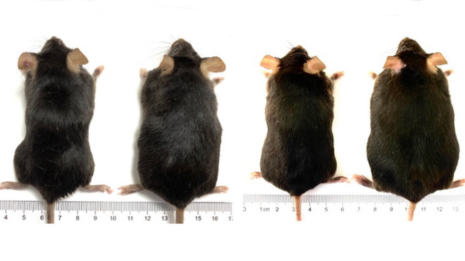 Ген молодих мешканців Східної Азії викликав ожиріння в мишей