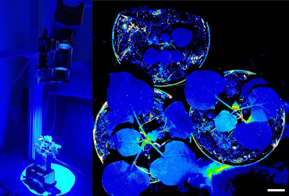 Біологи змусили рослини світитися в темряві для відстеження в них відповіді на стрес