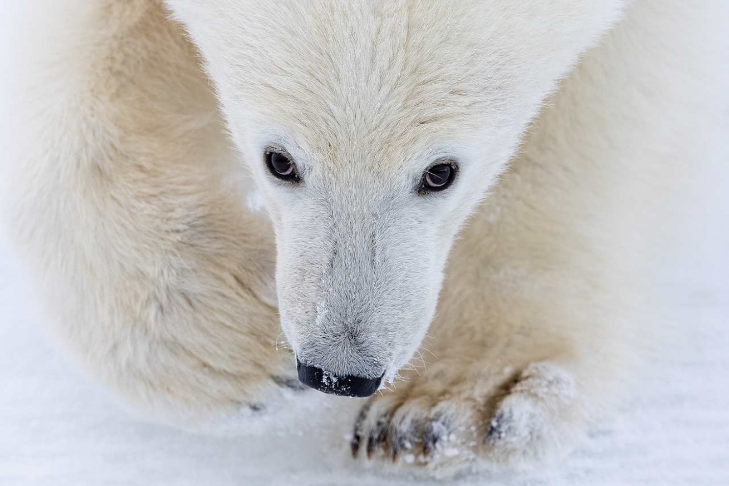 Павуки-матусі, танці у фарах і трагедія на Шпіцбергені. Конкурс Wildlife Photographer of the Year продовжується