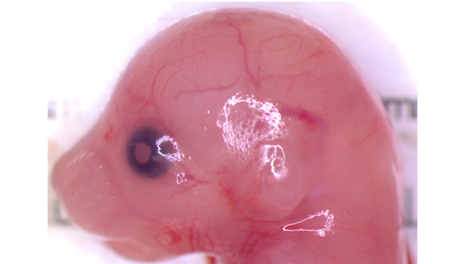 Добавки з антиоксидантами деформували череп нащадків самців мишей. Самі батьки залишилися здоровими