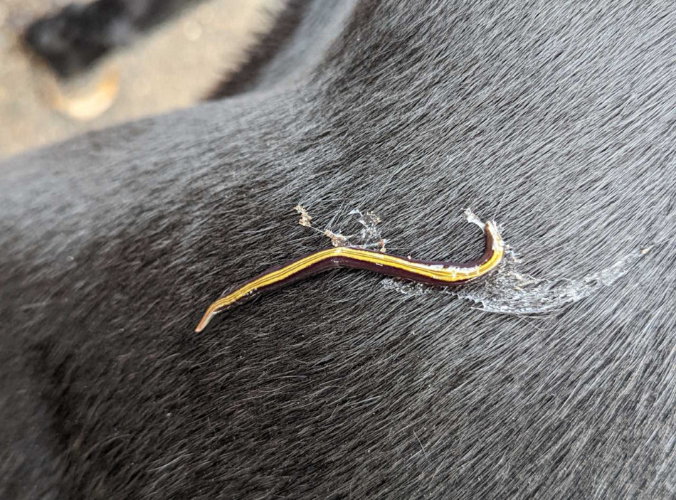 Інвазивні черви покаталися на французьких котах і собаках для поширення між сусідами