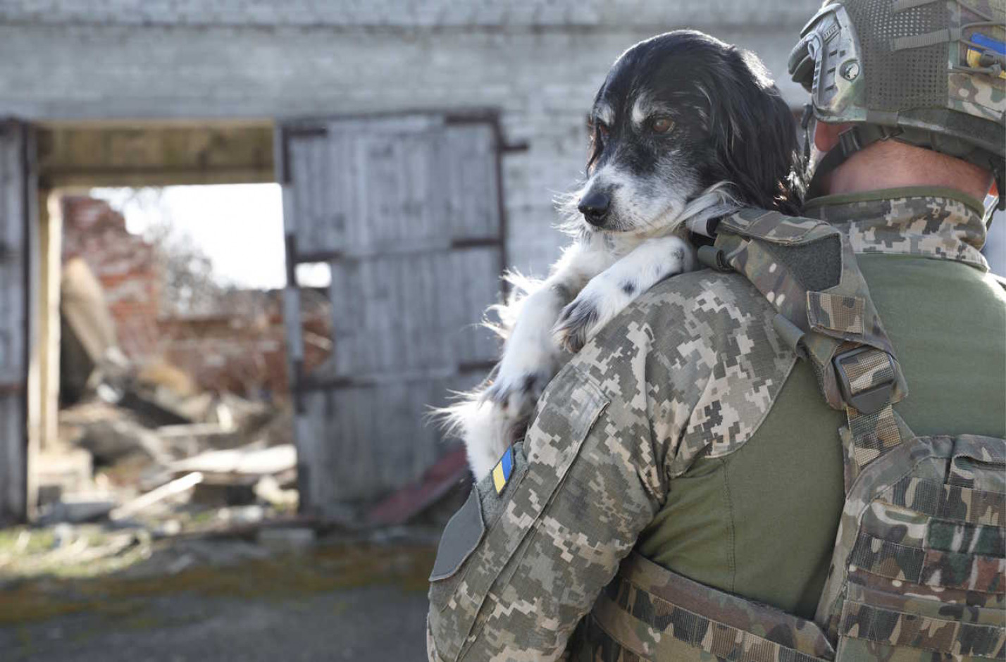 Собаки війни. Як перші два роки вторгнення змінили популяцію безпритульних тварин