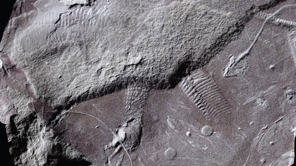 У Німеччині знайшли найдавніший відбиток ануса віком 300 мільйонів років