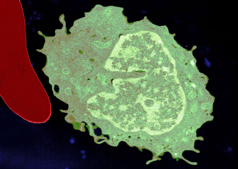 Імунні клітини моноцити допомогли чоловікам швидше позбуватися болю