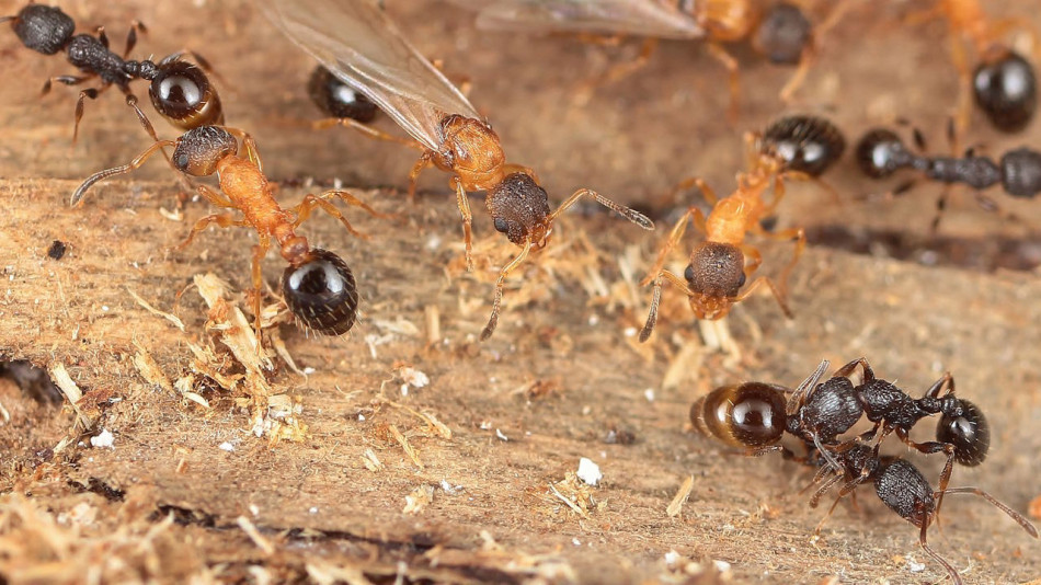 У Японії знайшли паразитичних мурах, у яких всі особини — королеви