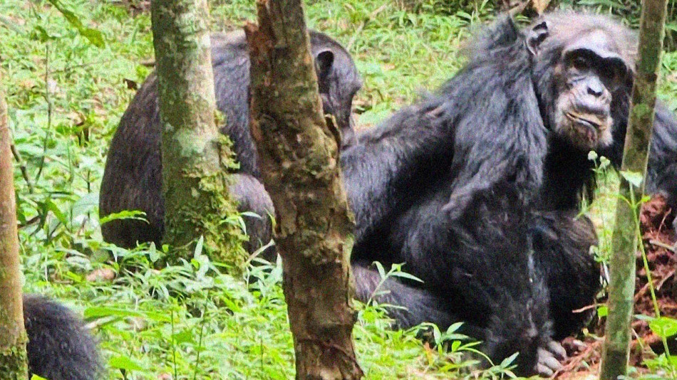 Аналіз сечі підтвердив тягу шимпанзе до спиртного. Її вони успадкували від спільного з людьми предка