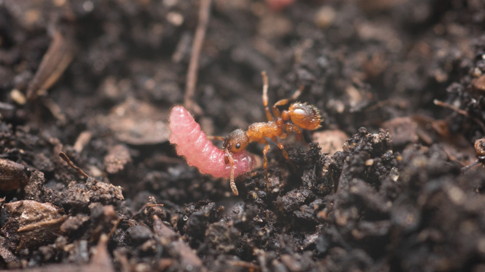 Ритмічні вібрації допомогли гусеницям проникнути в гнізда мурах й отримати їхню опіку