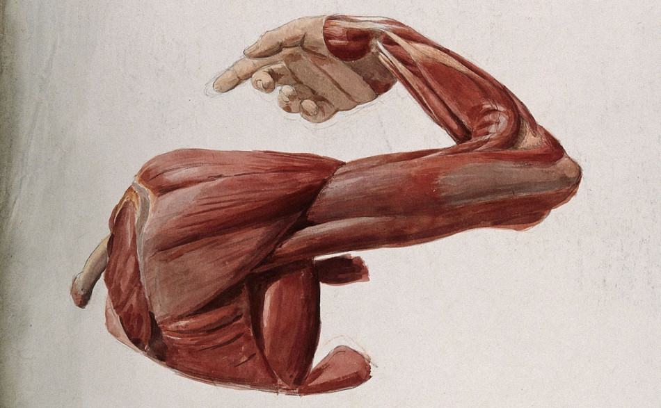 Пам’ять про періоди неактивності зберегла м’язи у молодості та зруйнувала у старості