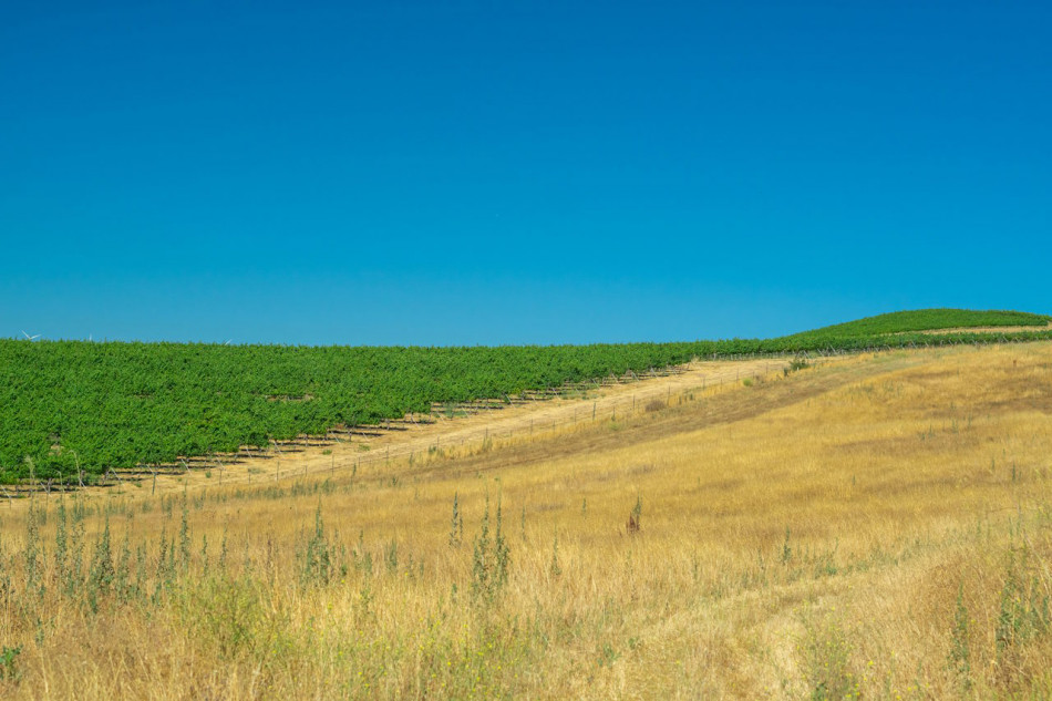 Знищення полів і боліт виявилося вчетверо швидшим за вирубування лісів