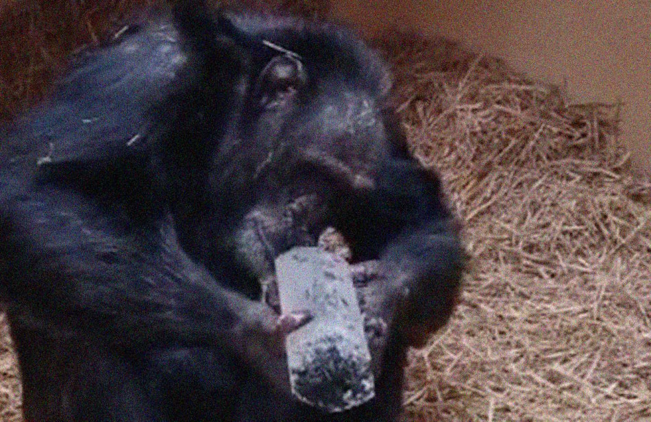 Шимпанзе обрали кристали серед звичайних каменів і обміняли їх лише на банани