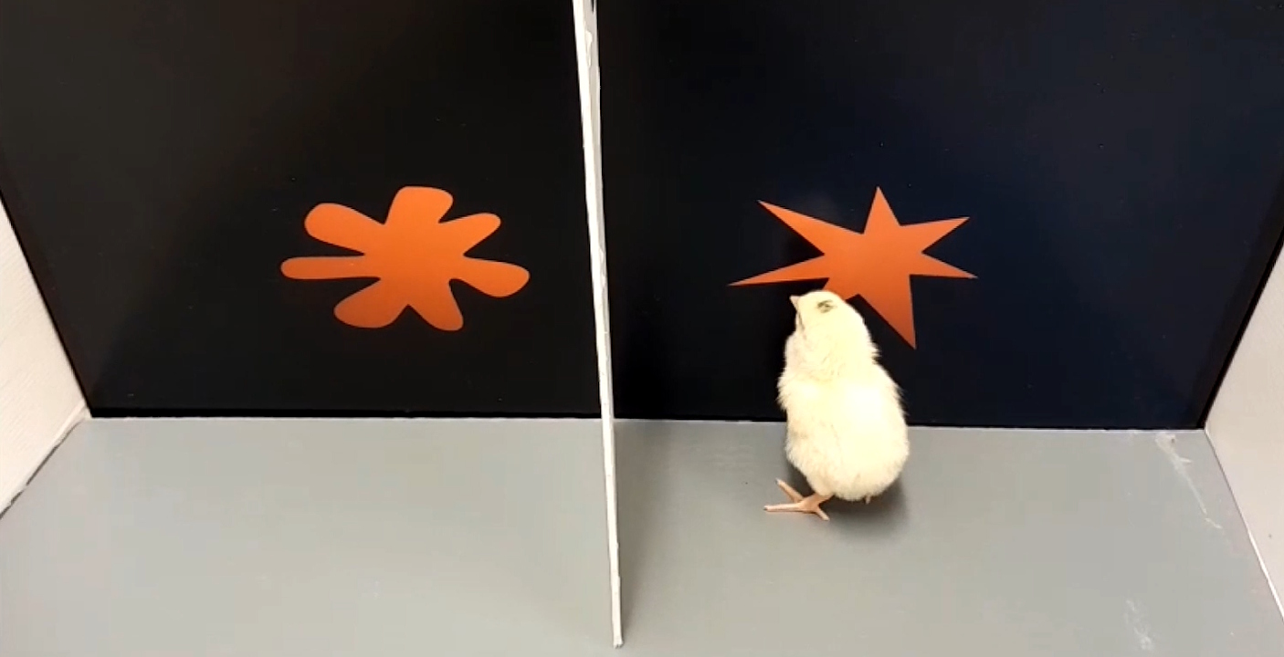 Мова чи інстинкт? 1-денні курчата сприймають слова так само, як люди