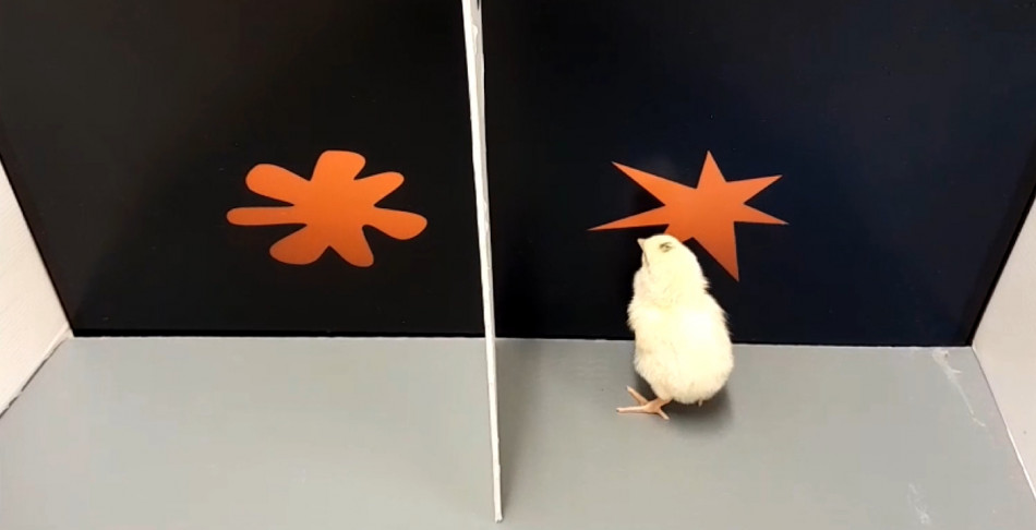 Одноденні курчата зіставили «круглі» і «гострі» звуки з формами — як люди