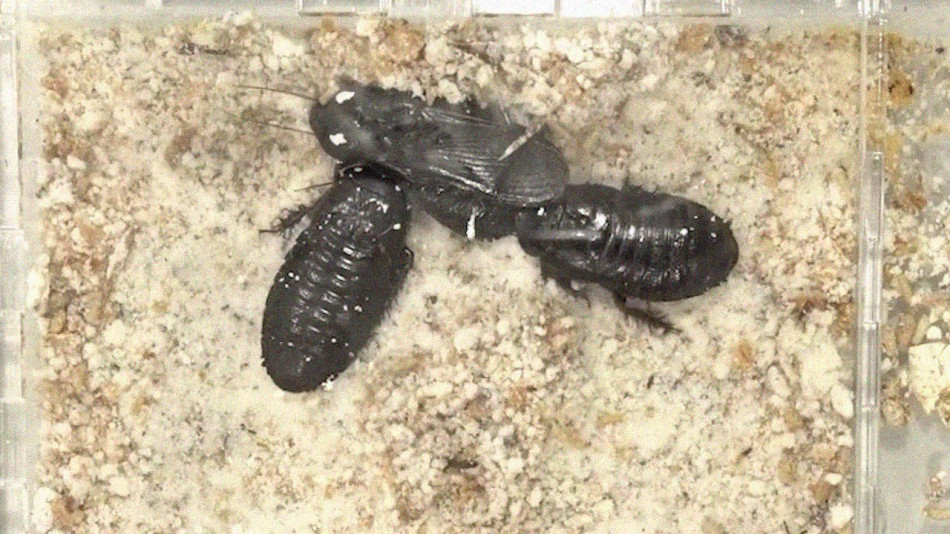 Таргани-канібали повідкушували одне одному крила для збереження подружньої вірності