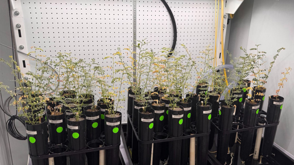 Нут дав плоди в місячному ґрунті завдяки червам і грибам. А для росту бактерій виявилося достатньо вологи в повітрі Марсу