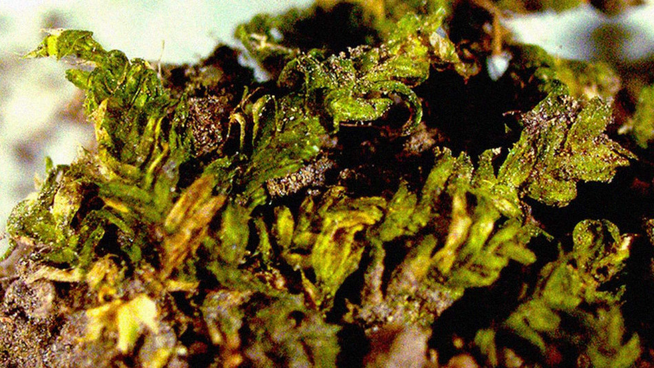 Мох з місця злочину допоміг засудити осквернителів могил у США