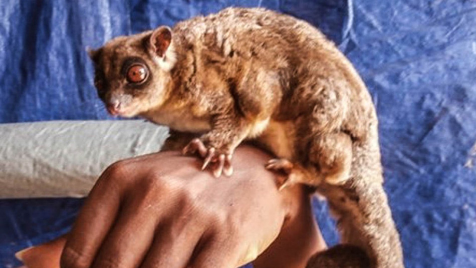 Два вимерлі 6000 років тому види австралійських сумчастих знайшли живими в Індонезії