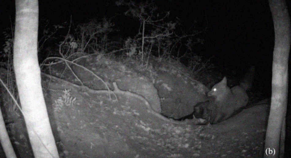 В Італії лисицю вперше зафільмували за полюванням на вовченя