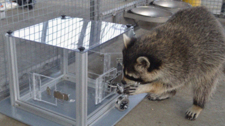 Ракуни розгадали головоломки за їжу. І продовжили це робити навіть без винагороди