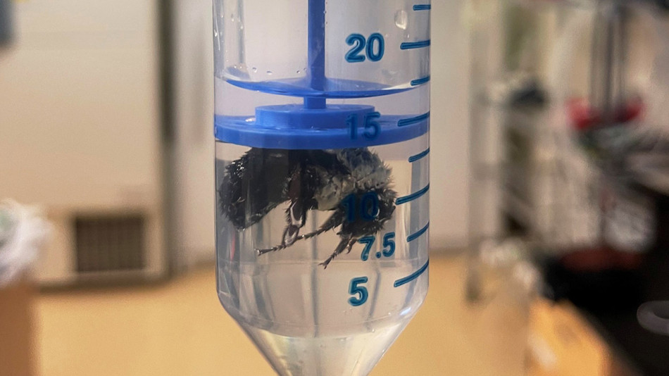 Джмелі у сплячці подихали під водою та сповільнили обмін речовин. Це допомогло їм не втопитися