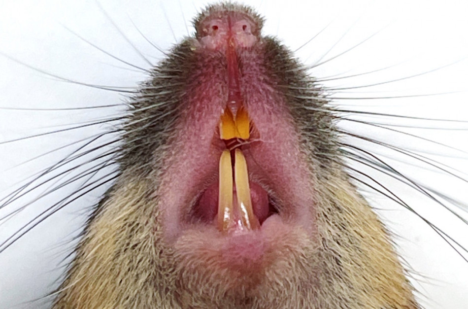 Миші погризли неїстівні предмети не лише заради здоров’я зубів, але й для задоволення