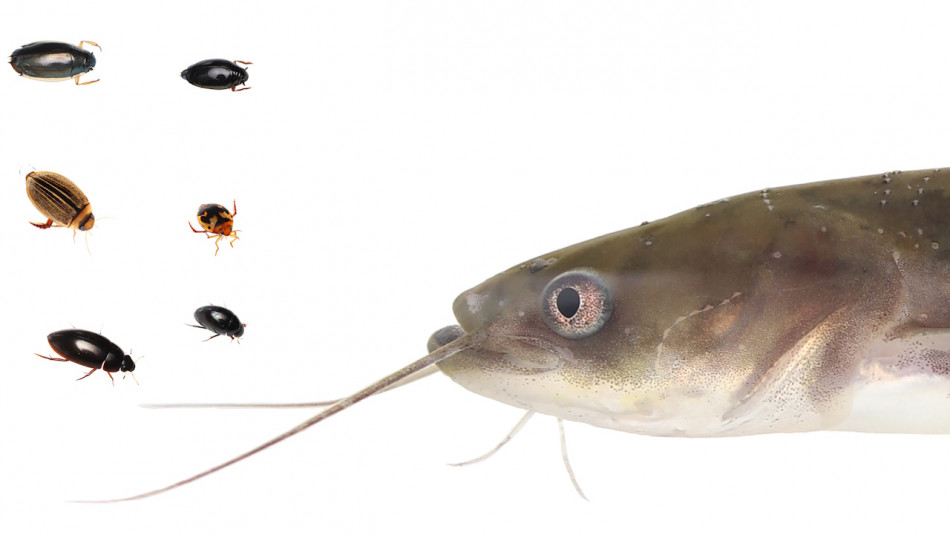 Маленькі японські жуки не дали сомам себе проковтнути та втекли з їхнього рота