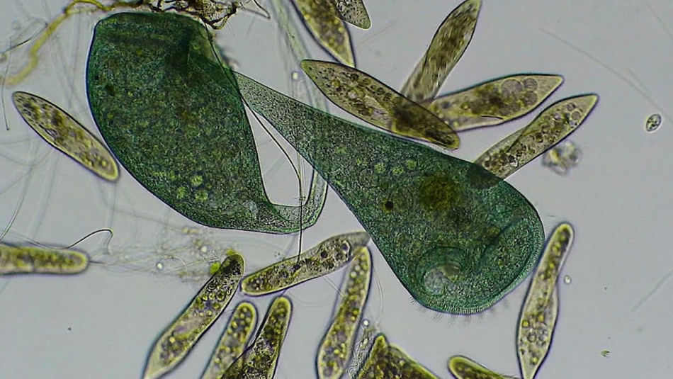 Одноклітинний організм без мозку зміг навчатися, як тварини та люди