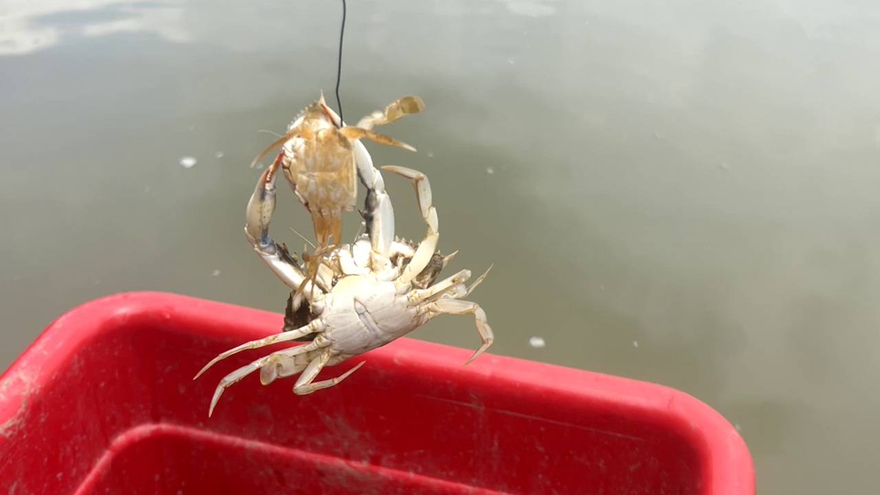 Краби-канібали: 97% молодняку гине від власних родичів, а не риб