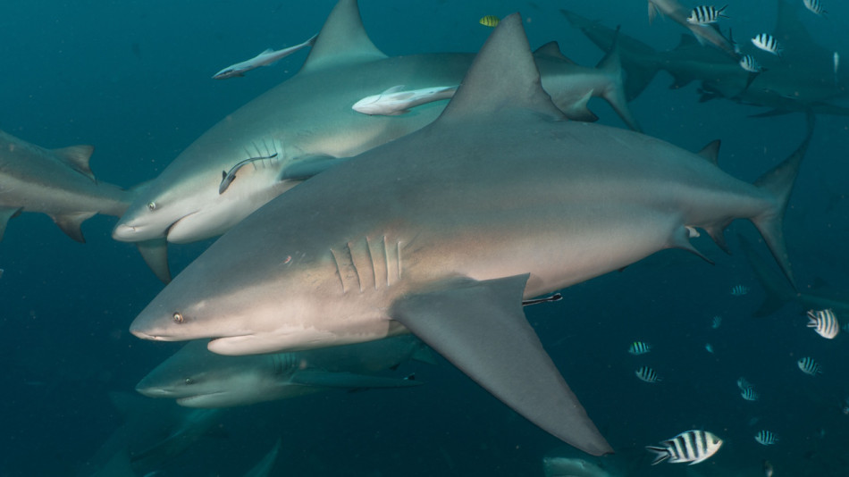 Тупорилі акули подружилися з родичами попри славу поодиноких хижаків. Але старші особини обрали жити на самоті