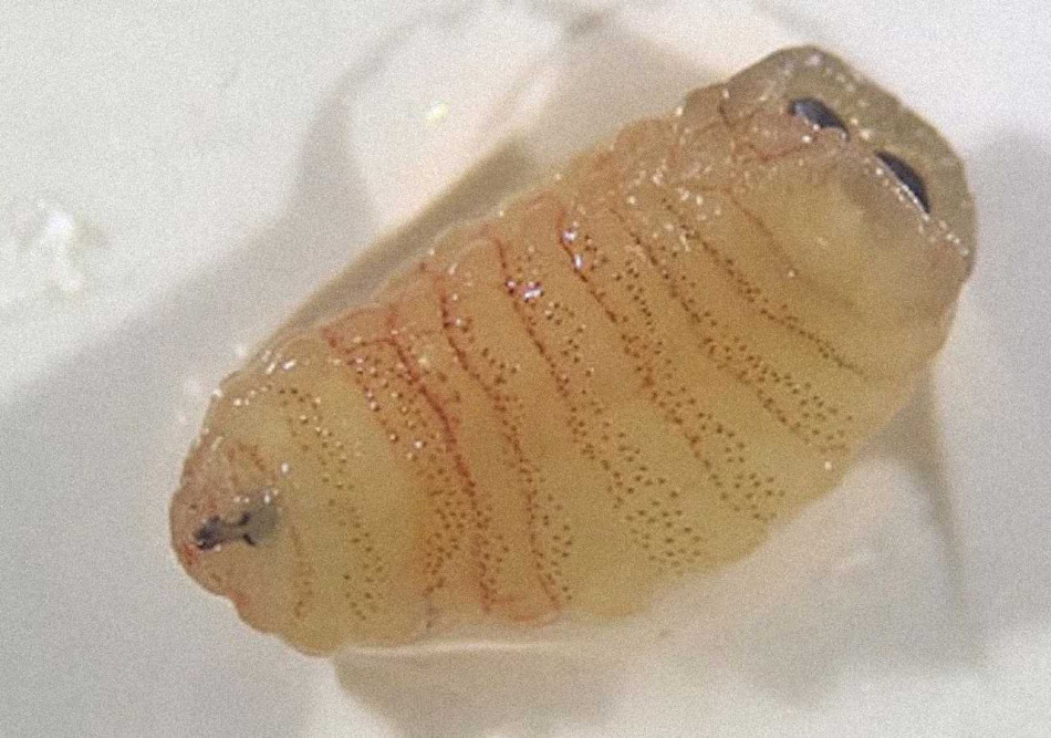 У носі гречанки виросли та місяць жили личинки паразита овець