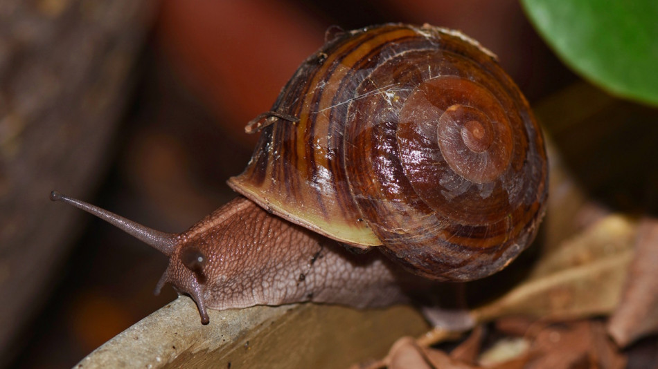Сполука з равликів запобігла тромбам не гірше за відомий уже 100 років гепарин