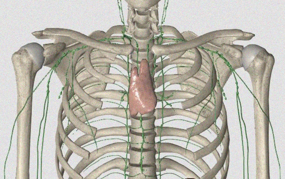 Пацієнти зі здоровим тимусом краще відреагували на імунотерапію раку. Раніше орган вважали неважливим для дорослих